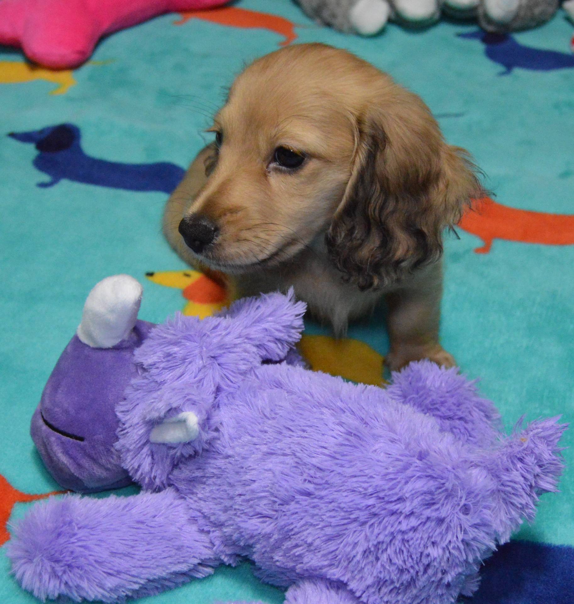 LH Shaded Cream Female