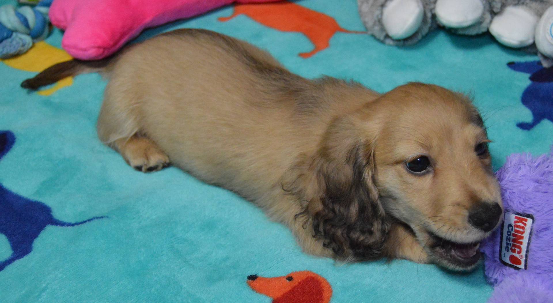 LH Shaded Cream Female, a female Dachshund for sale in Birmingham, AL – Photo 4 of 6