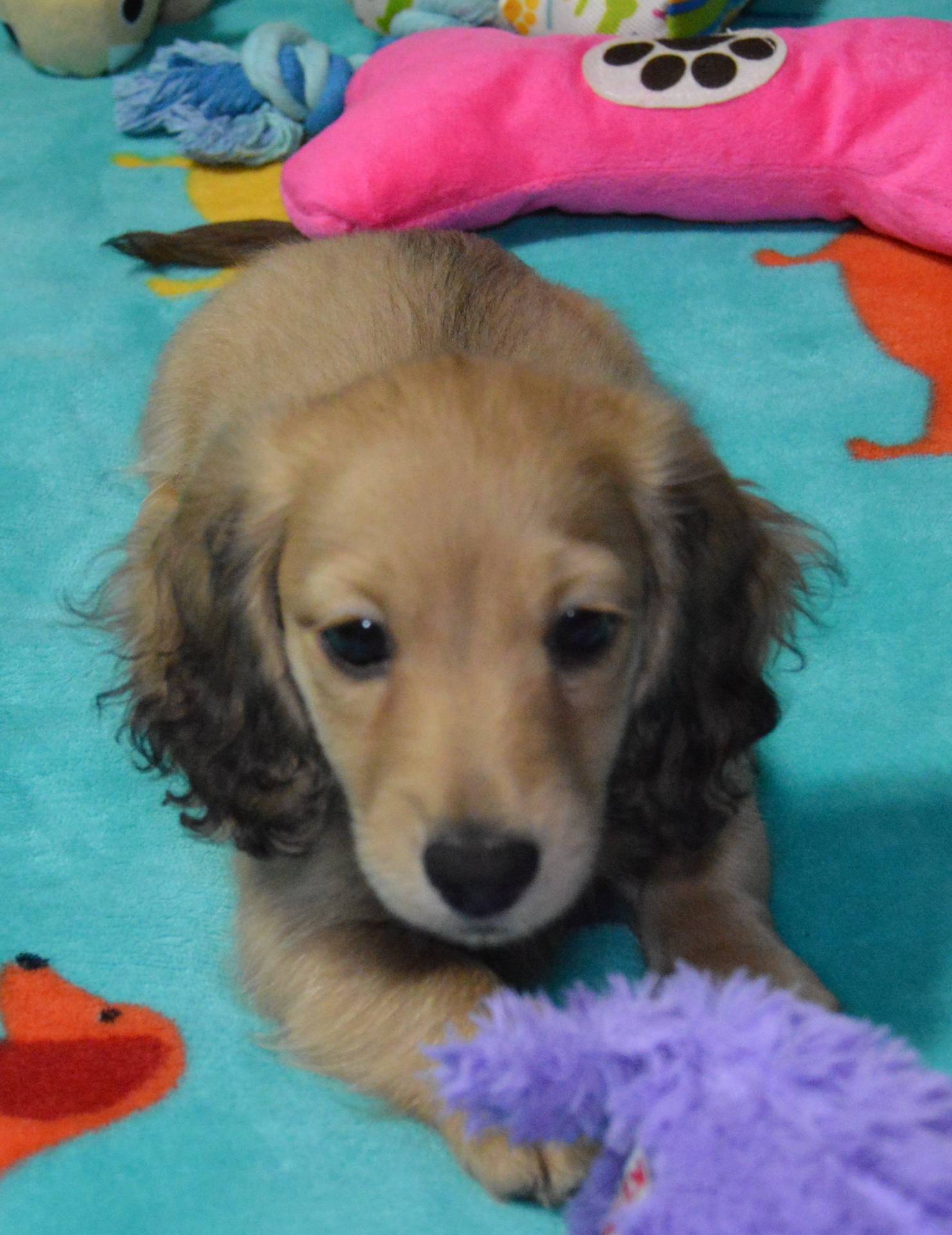 LH Shaded Cream Female, a female Dachshund for sale in Birmingham, AL – Photo 2 of 6