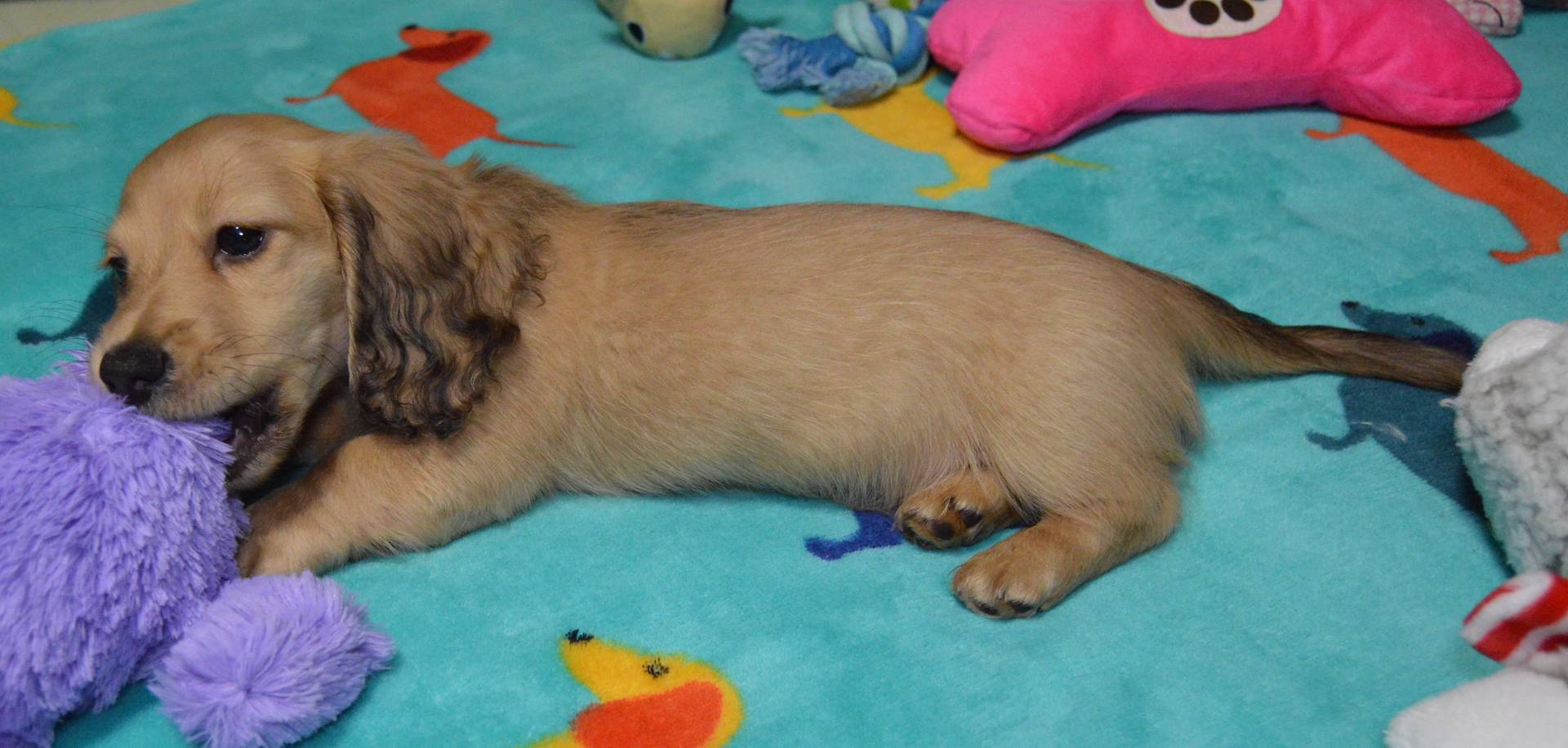 LH Shaded Cream Female, a female Dachshund for sale in Birmingham, AL – Photo 3 of 6