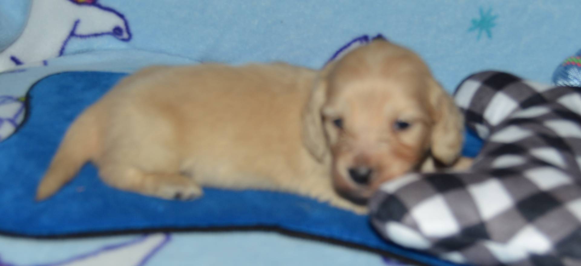 LH Clear Cream Male, a male Dachshund for sale in Birmingham, AL – Photo 7 of 7