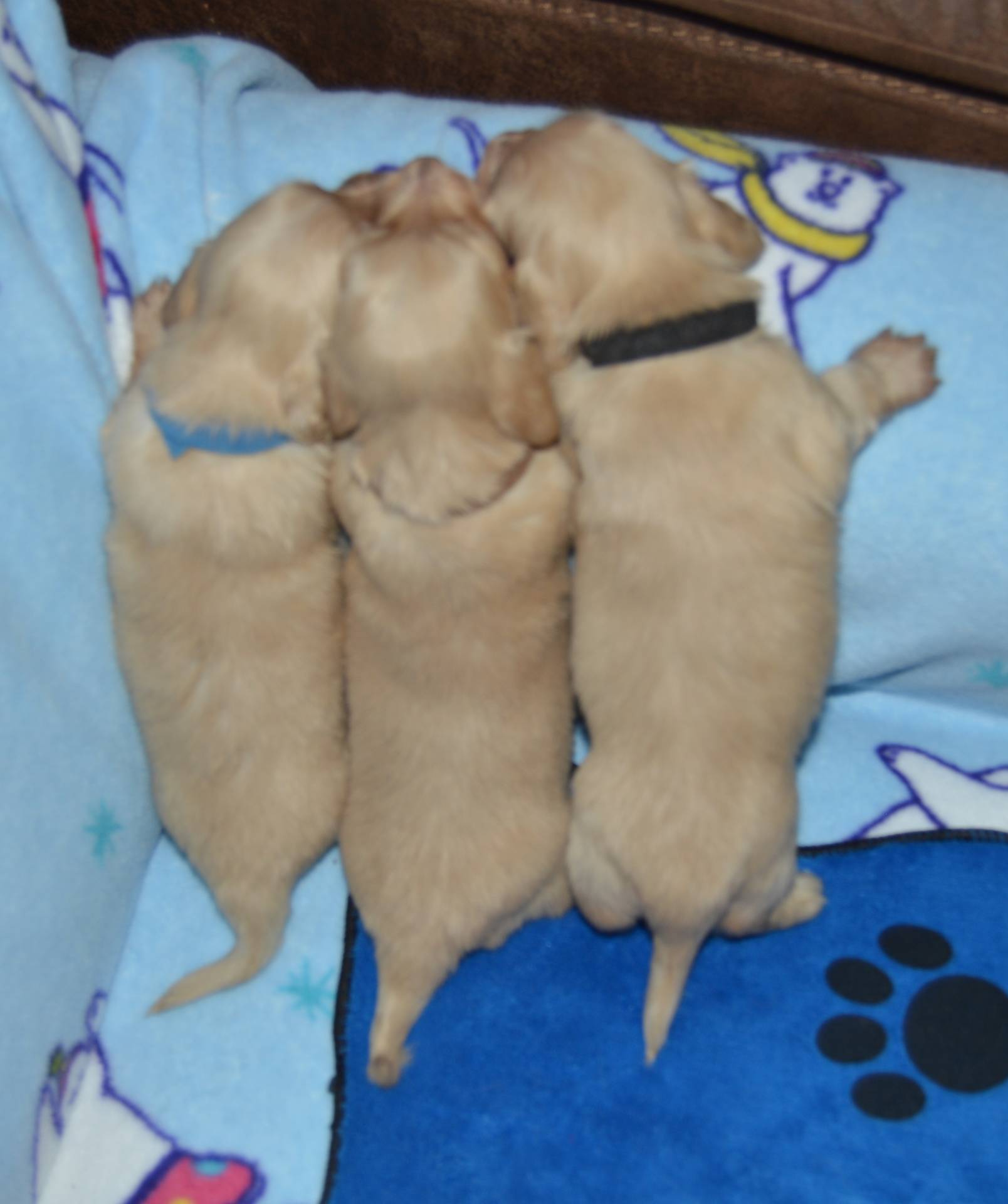 LH Clear Cream Male, a male Dachshund for sale in Birmingham, AL – Photo 4 of 7