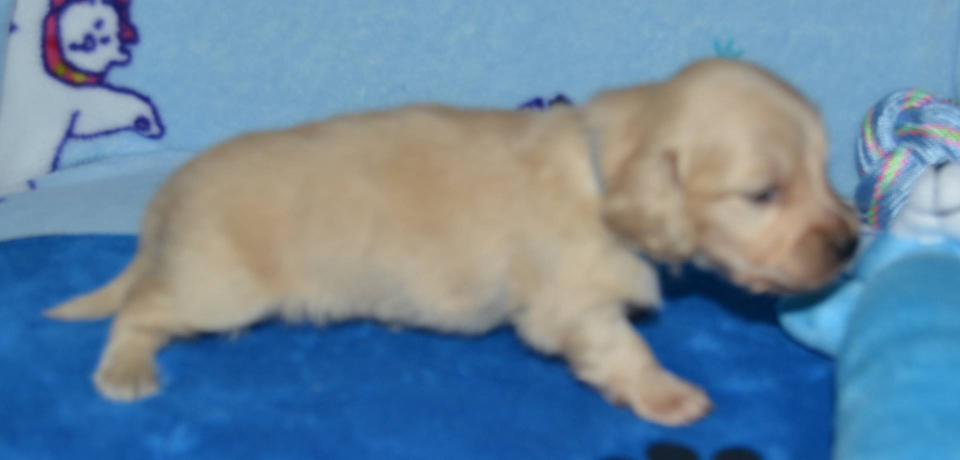 LH Clear Cream Male, a male Dachshund for sale in Birmingham, AL – Photo 5 of 7