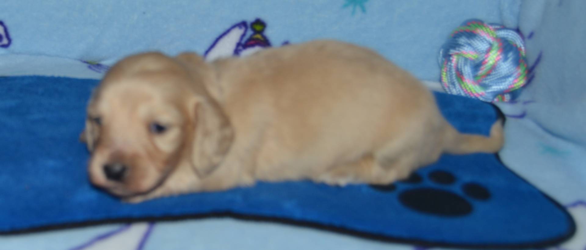 LH Clear Cream Male, a male Dachshund for sale in Birmingham, AL – Photo 6 of 7