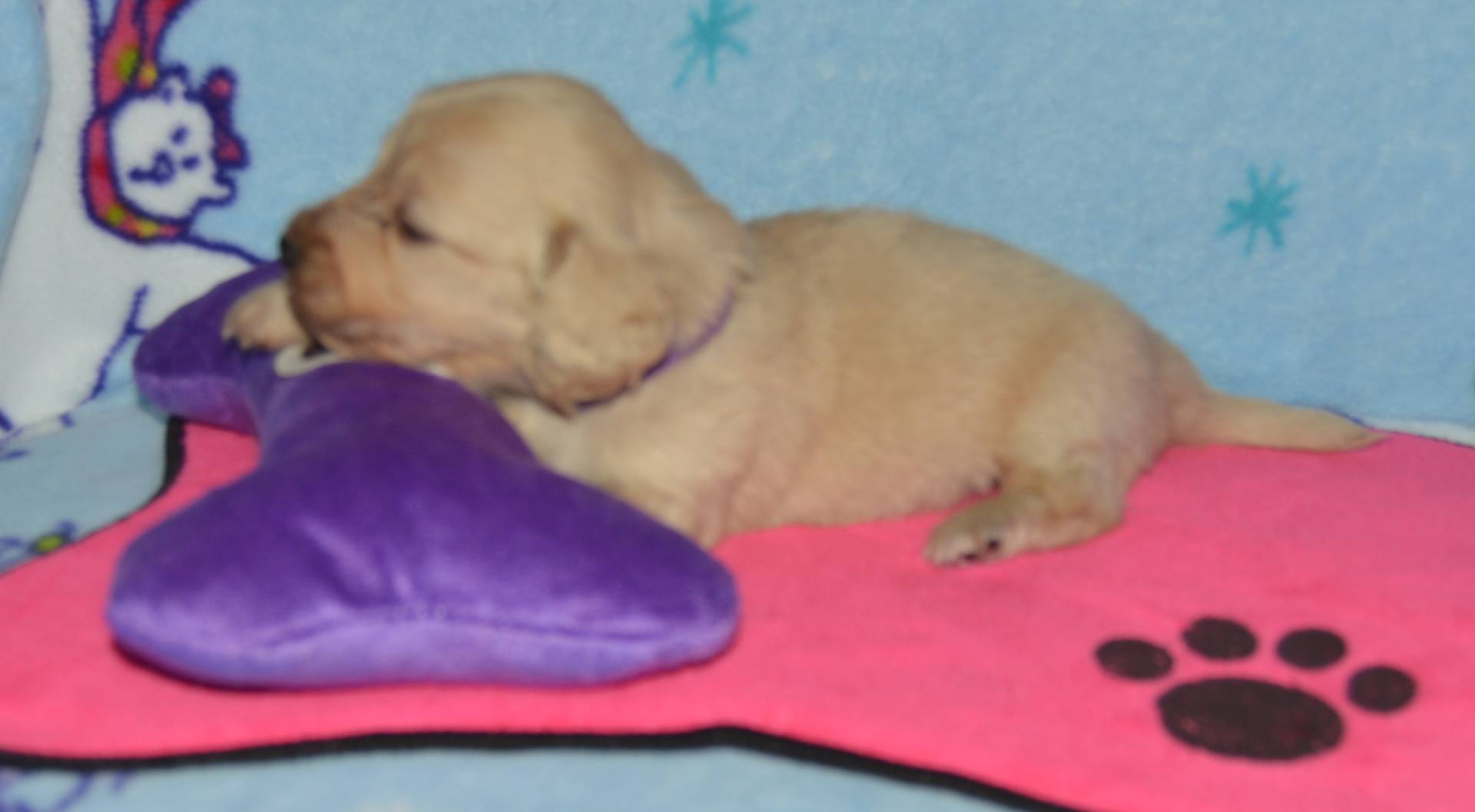 LH Clear Cream Female, a female Miniature Dachshund for sale in Birmingham, AL – Photo 2 of 3