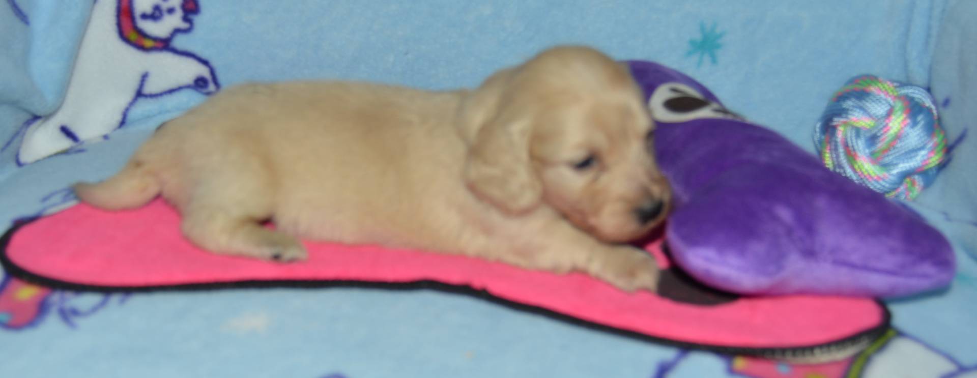 LH Clear Cream Female, a female Miniature Dachshund for sale in Birmingham, AL – Photo 3 of 3