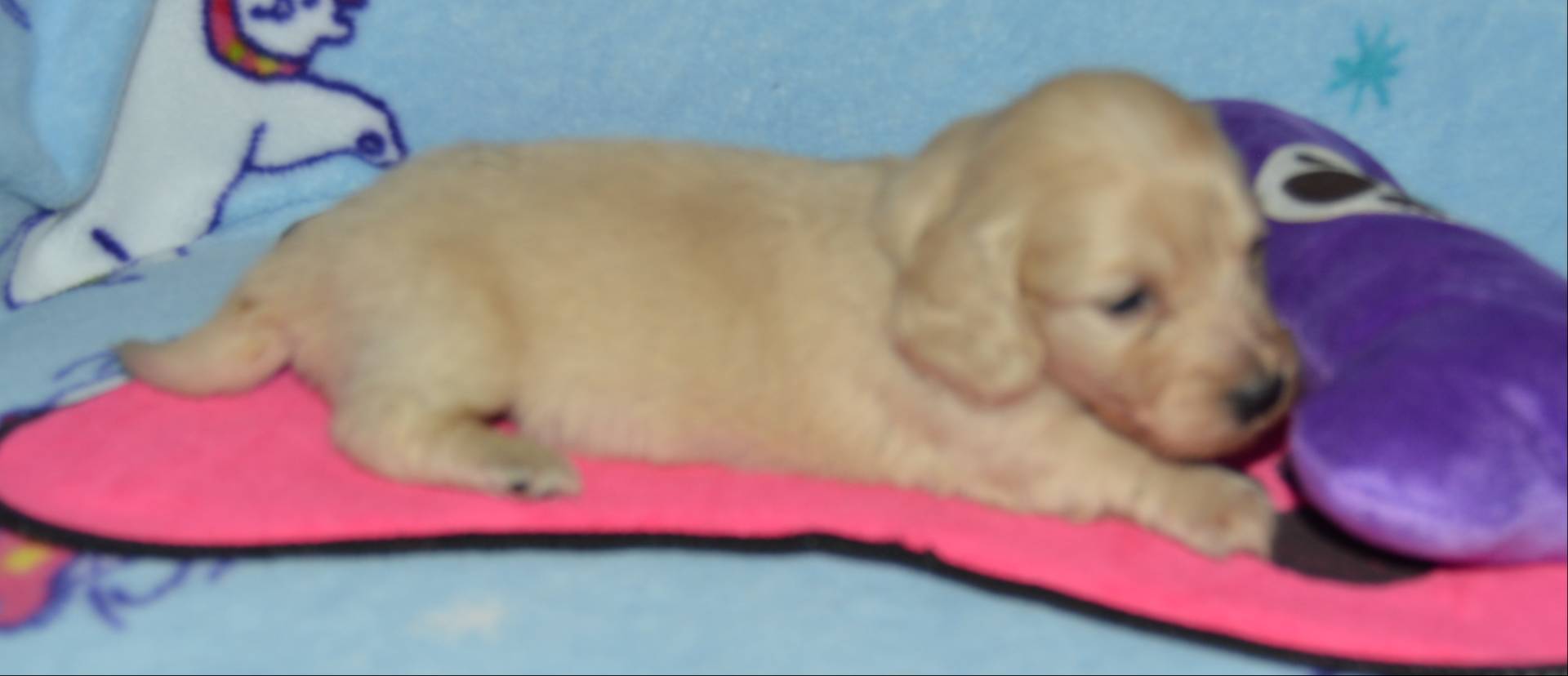 LH Clear Cream Female