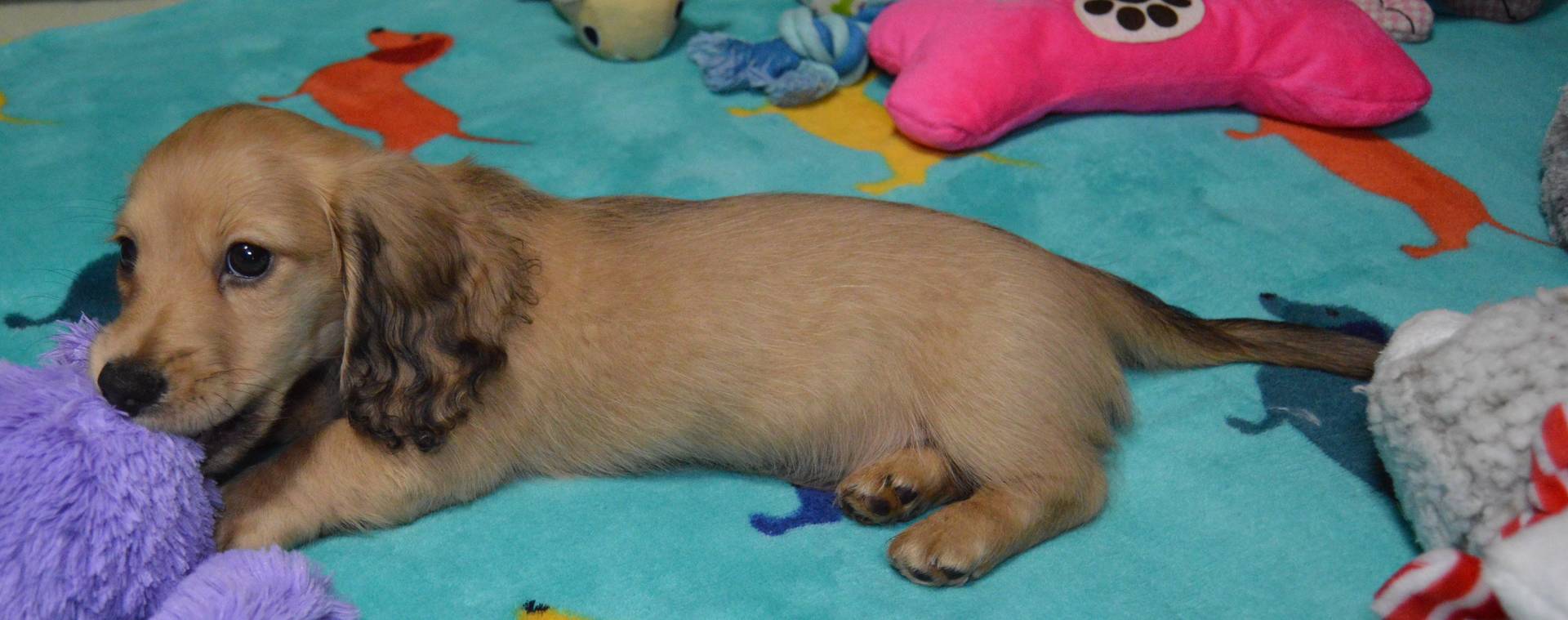LH Shaded Cream Female, a female Miniature Dachshund for sale in Birmingham, AL – Photo 2 of 5