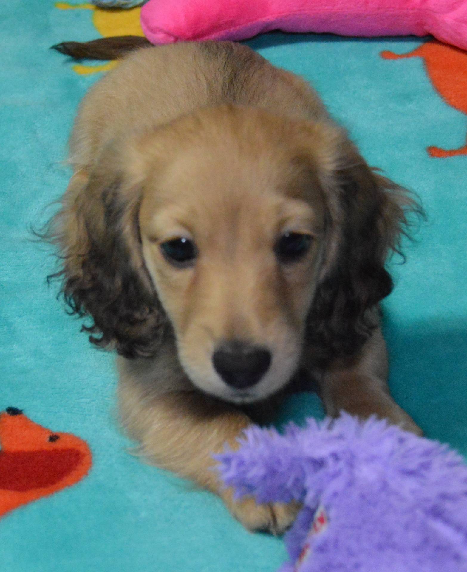 LH Shaded Cream Female