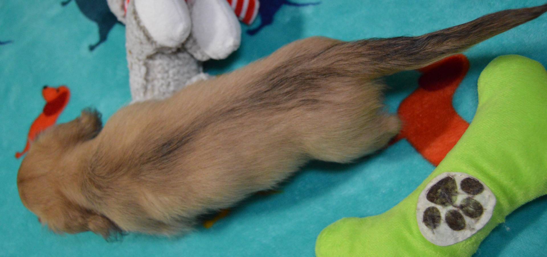 LH Shaded Cream Female, a female Miniature Dachshund for sale in Birmingham, AL – Photo 4 of 5