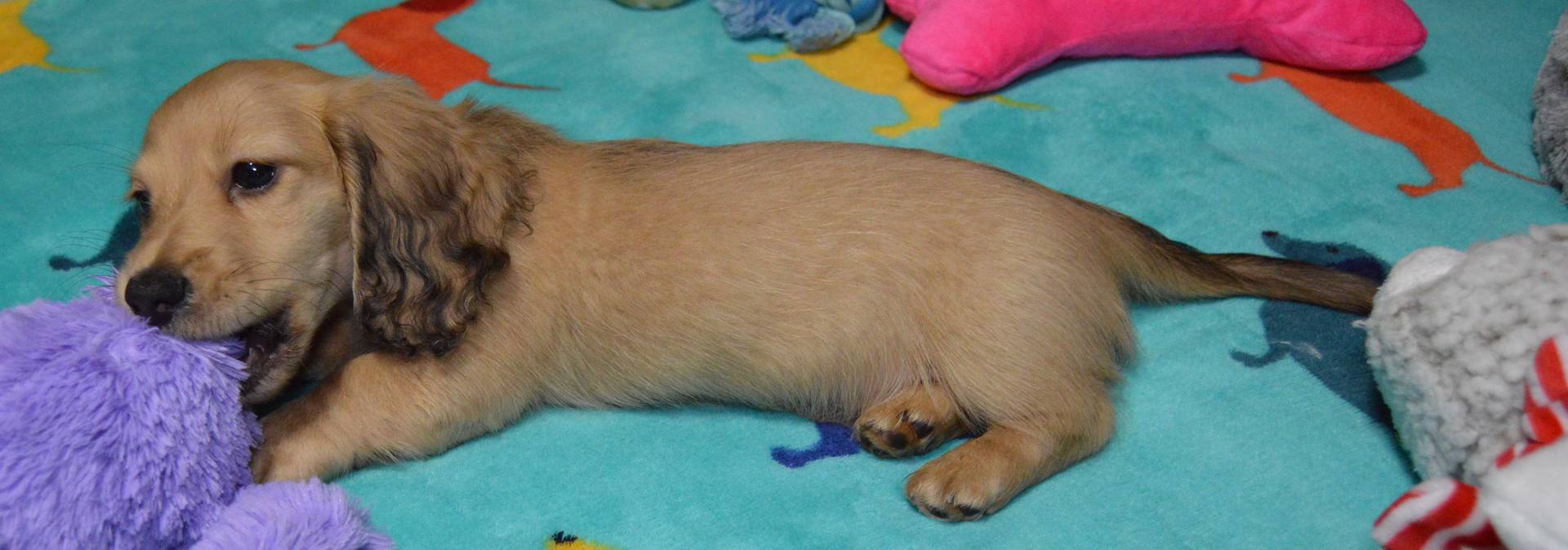LH Shaded Cream Female, a female Miniature Dachshund for sale in Birmingham, AL – Photo 5 of 5