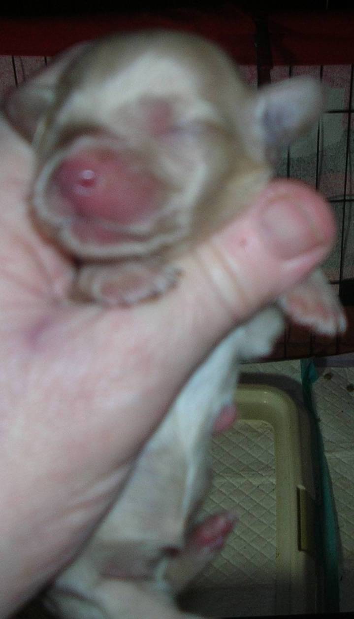 LH Clear Cream Male, a male Miniature Dachshund for sale in Birmingham, AL – Photo 2 of 3