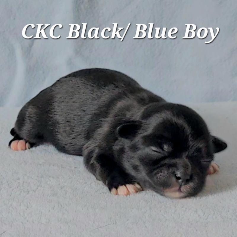 CKC BLUE/BLACK BOY