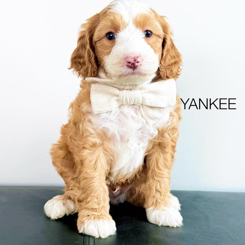 Yankee