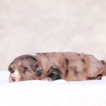 Macaroon, a male Miniature Australian Shepherd for sale in Paris, TX – Photo 4 of 5