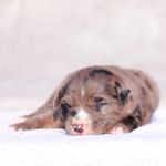 Macaroon, a male Miniature Australian Shepherd for sale in Paris, TX – Photo 3 of 5