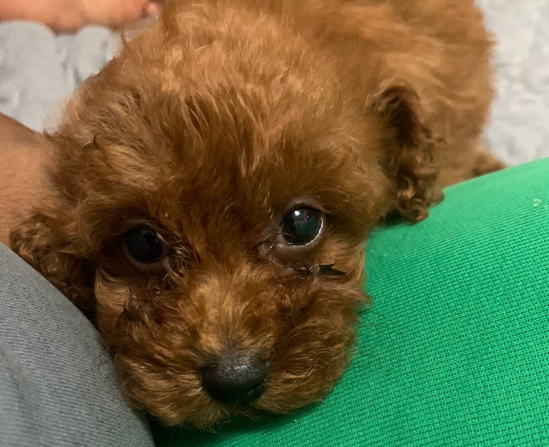 Guap, a male Poodle - Toy  for sale in Tucker, GA – Photo 4 of 4