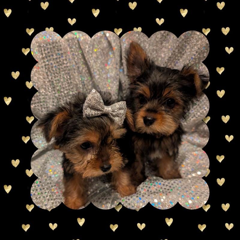 Yorkies