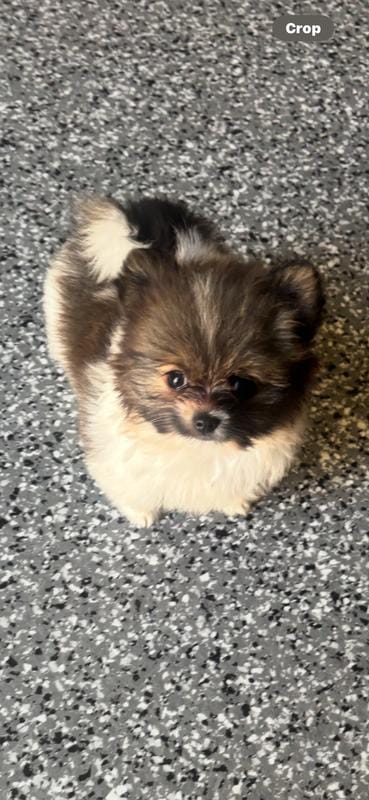 Tiny teacup peekapom female