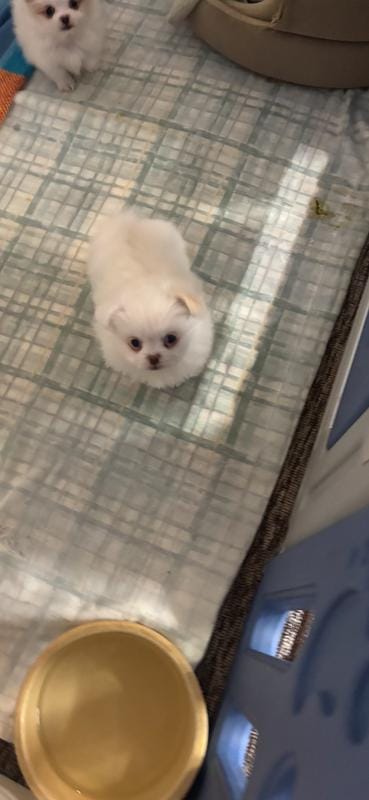 Peekapom tiny female