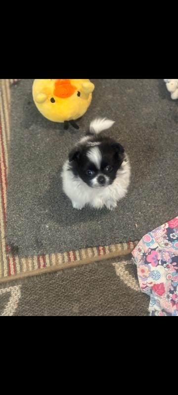 Toy Tiny teacup shitzu pom