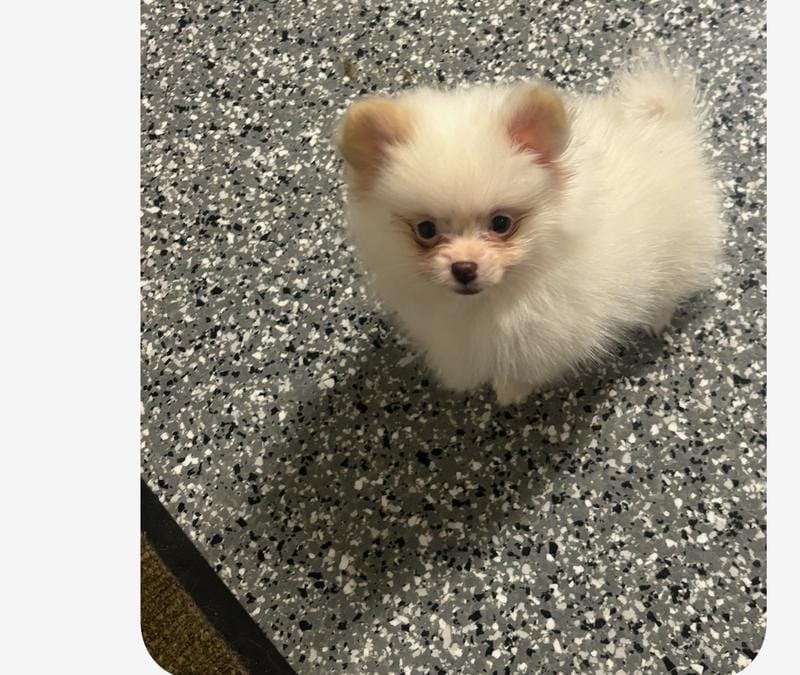 Tiny teacup Pomeranian male
