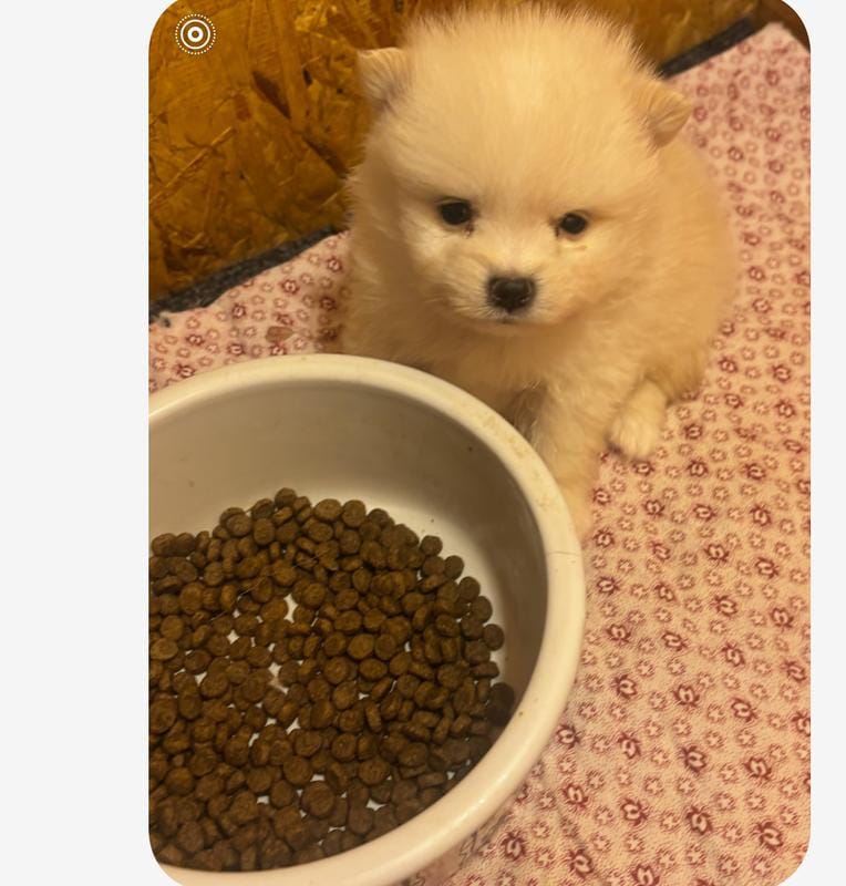 Tiny teacup female Pomeranian