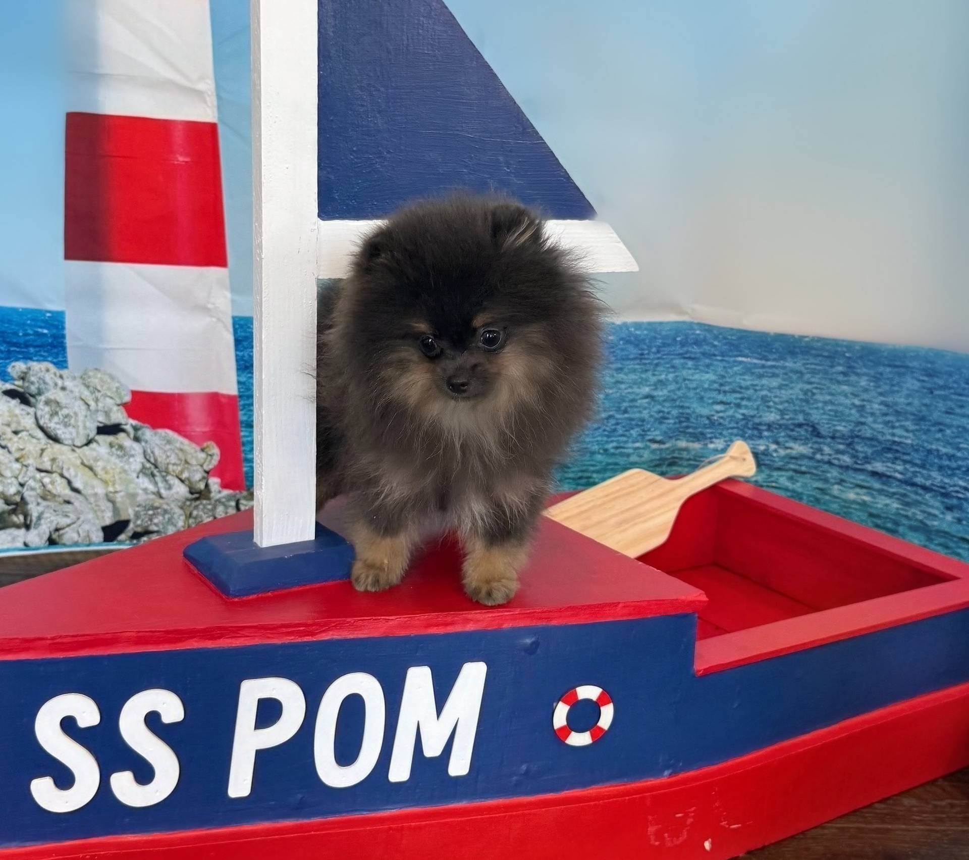 Lily, a female Pomeranian for sale in Lyons, GA – Photo 9 of 9