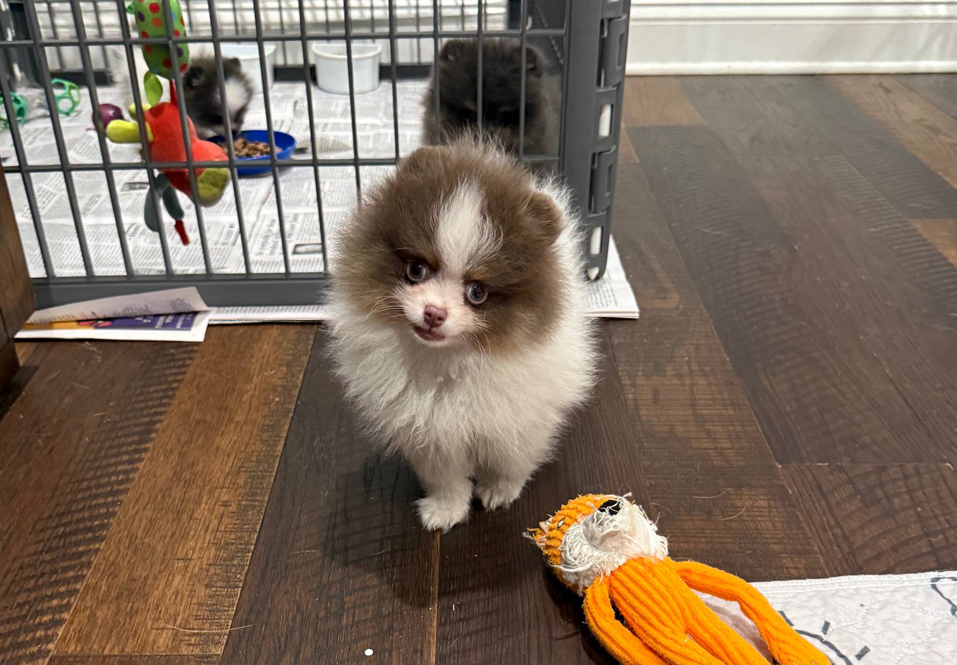 Hansel, a male Pomeranian for sale in Lyons, GA – Photo 7 of 7