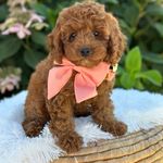 Ivy, a female Cockapoo for sale in Wilton, CA – Photo 2 of 4