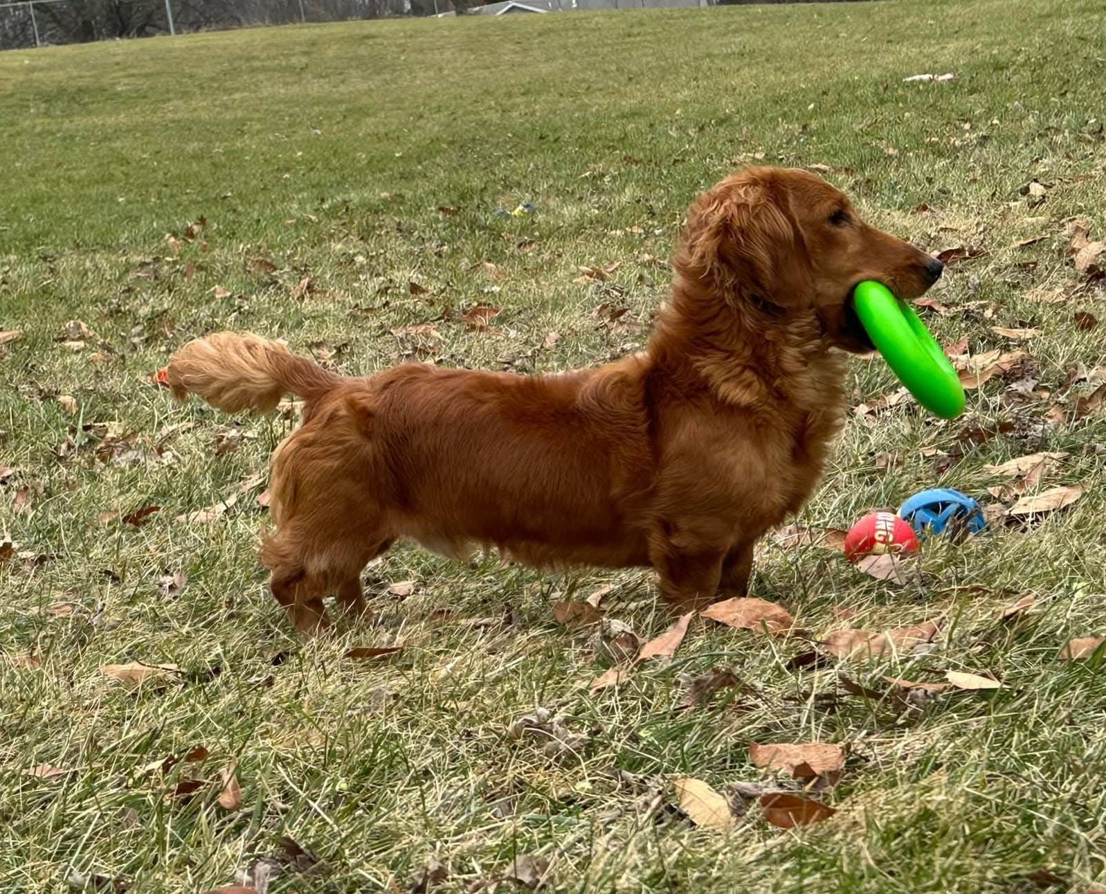 Full Rights *AKC* CH Sire