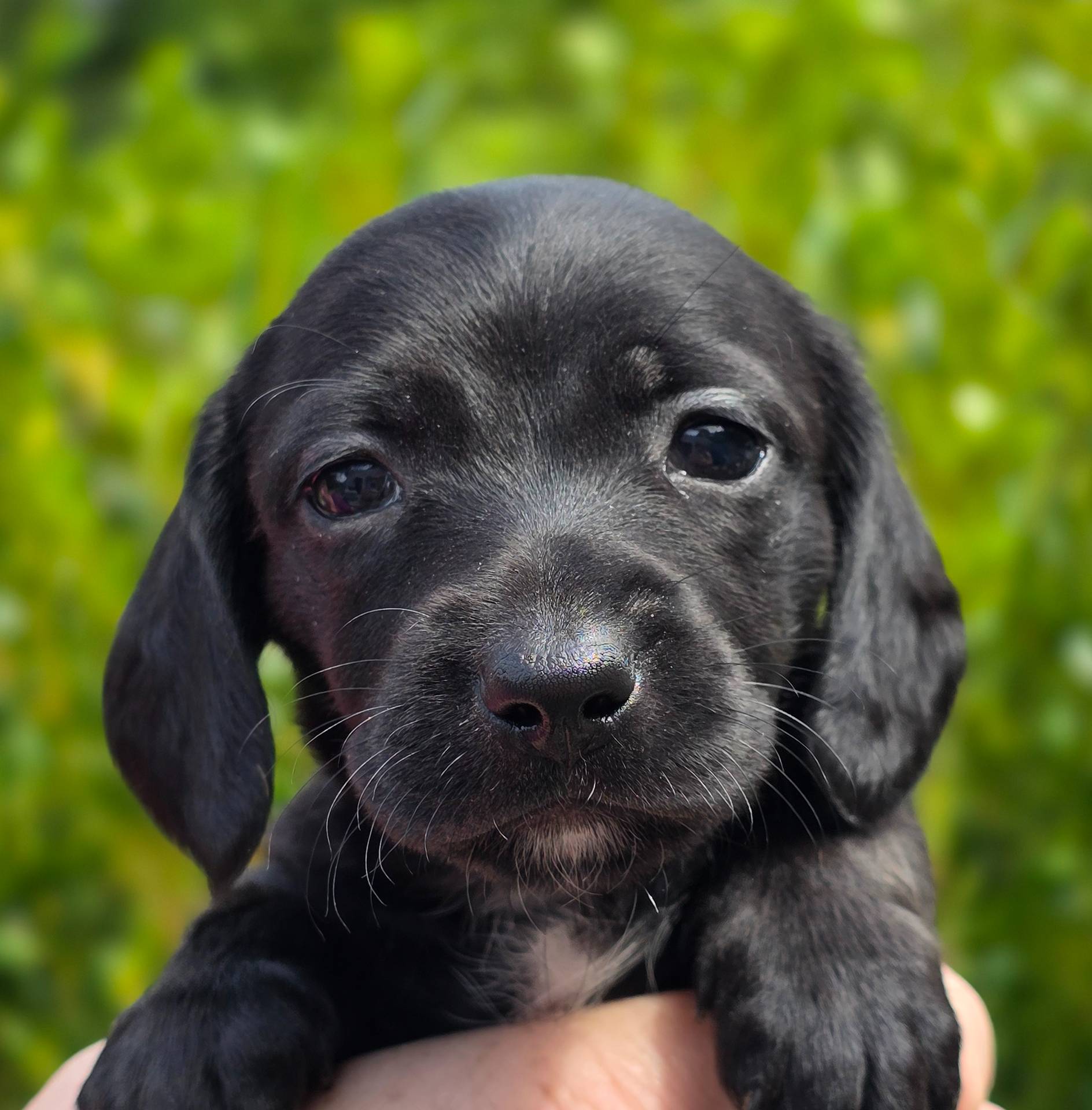 Winfred (Black Smooth)