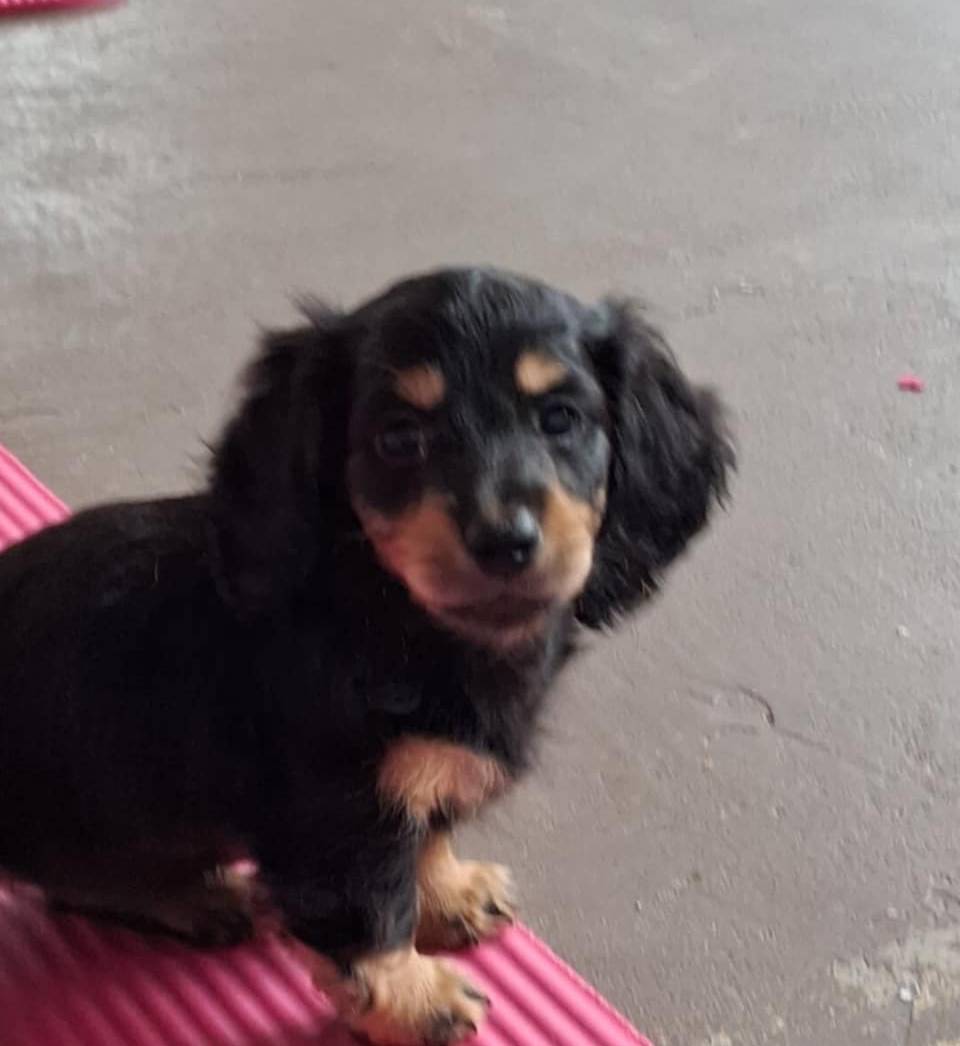 Pringles (long coat)