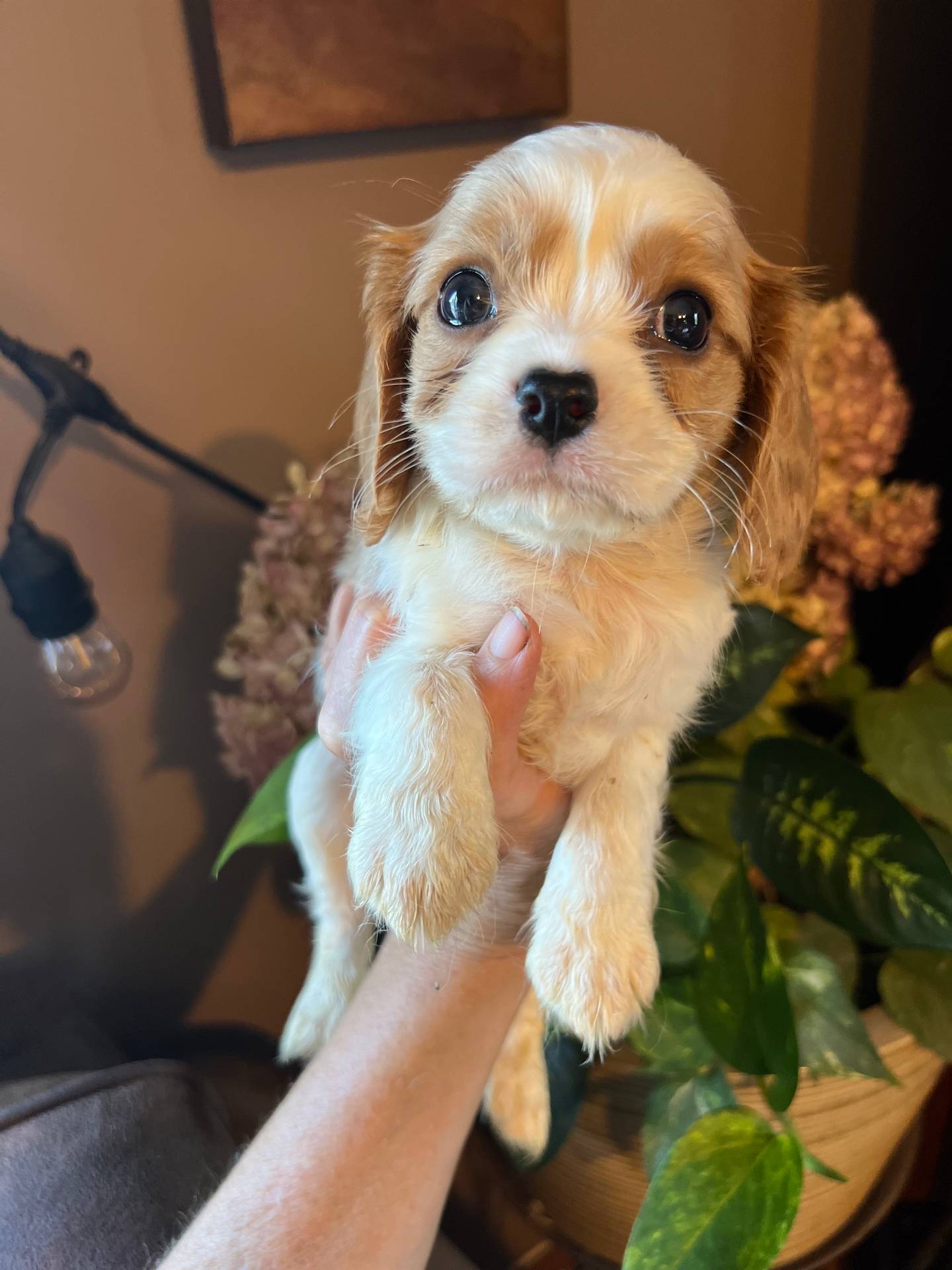 Aspen, a male Cavalier King Charles Spaniel for sale in Centuria, WI – Photo 3 of 9