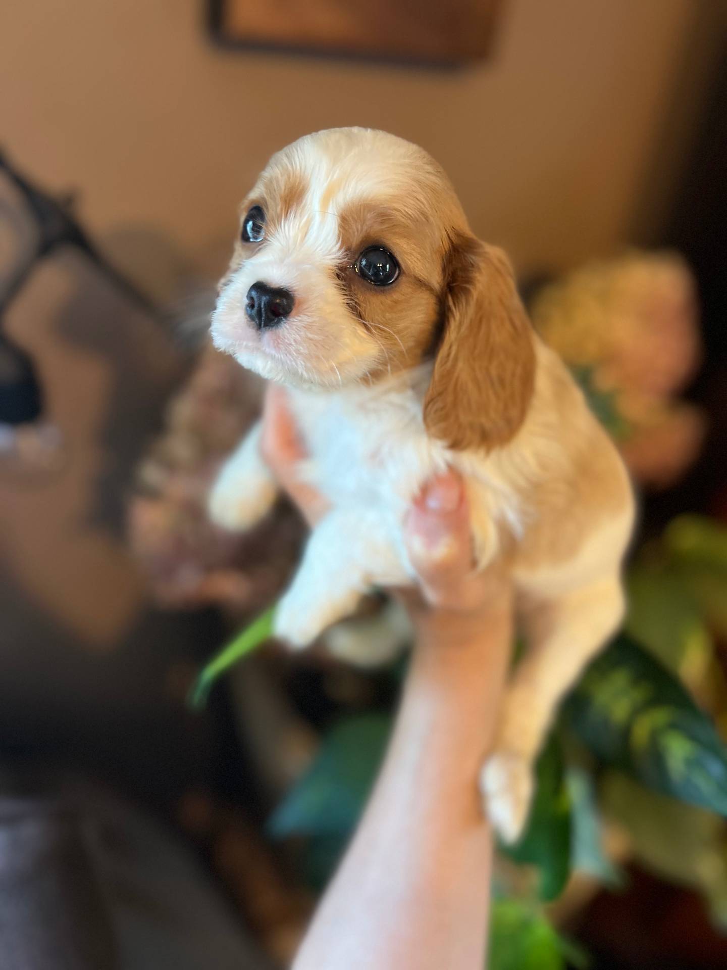 Aspen, a male Cavalier King Charles Spaniel for sale in Centuria, WI – Photo 6 of 9