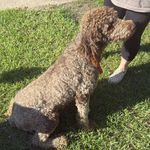 White Girl, a female Goldendoodle for sale in Livingston, TX – Photo 3 of 5