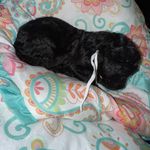 White Girl, a female Goldendoodle for sale in Livingston, TX – Photo 1 of 5