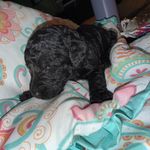 White Girl, a female Goldendoodle for sale in Livingston, TX – Photo 2 of 5