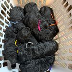 White Girl, a female Goldendoodle for sale in Livingston, TX – Photo 4 of 5