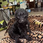 Yellow Boy, a male Goldendoodle for sale in Livingston, TX – Photo 1 of 7