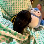 Yellow Boy, a male Goldendoodle for sale in Livingston, TX – Photo 5 of 7