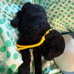 Yellow Boy, a male Goldendoodle for sale in Livingston, TX – Photo 4 of 7