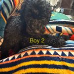 Yellow Boy, a male Goldendoodle for sale in Livingston, TX – Photo 2 of 7