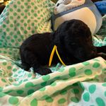 Yellow Boy, a male Goldendoodle for sale in Livingston, TX – Photo 3 of 7