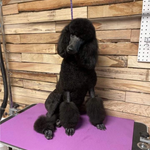 Yellow Boy, a male Goldendoodle for sale in Livingston, TX – Photo 7 of 7