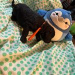 Orange Collar, a male Goldendoodle for sale in Livingston, TX – Photo 6 of 6