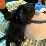 Orange Collar, a male Goldendoodle for sale in Livingston, TX – Photo 5 of 6