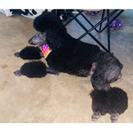 Orange Collar, a male Goldendoodle for sale in Livingston, TX – Photo 4 of 6