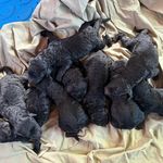 Orange Collar, a male Goldendoodle for sale in Livingston, TX – Photo 2 of 6