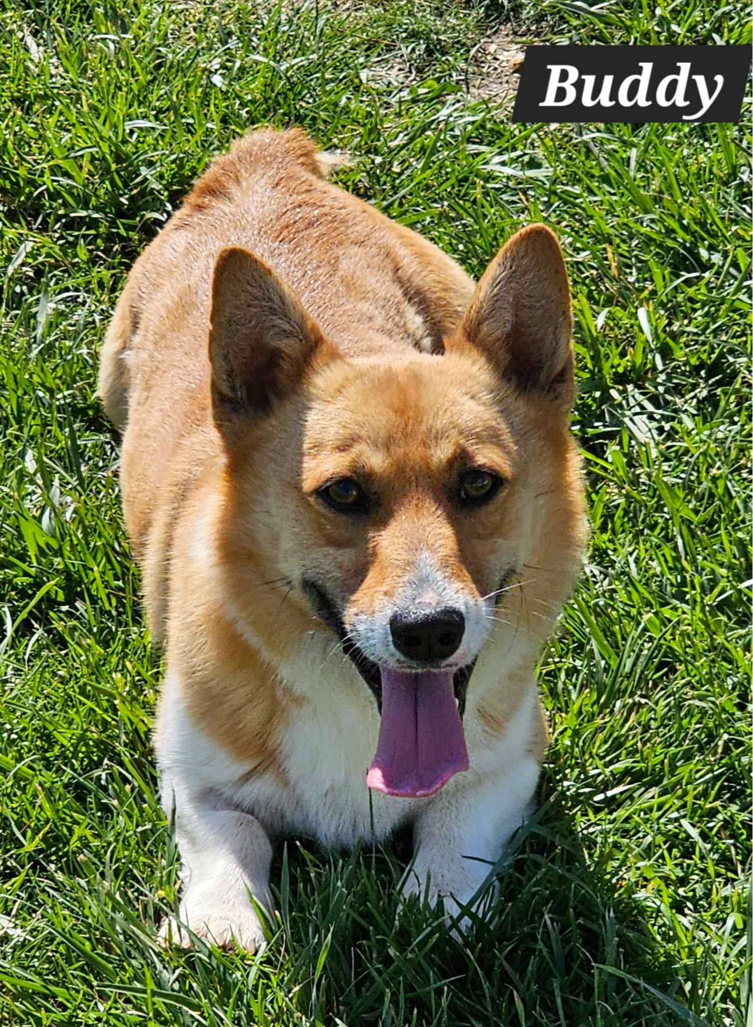 Buddy, a male Pembroke Welsh Corgi for sale in Mountain View, MO – Photo 2 of 2